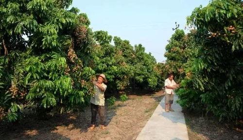 梅州女播白杨照片