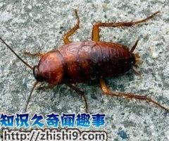 巨型蟑螂图片,揭秘神秘生物的生存奥秘